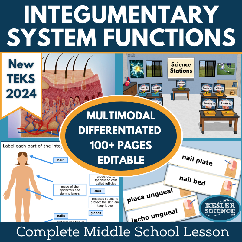 Integumentary System Functions Complete Science Lesson - New TEKS 7.13A
