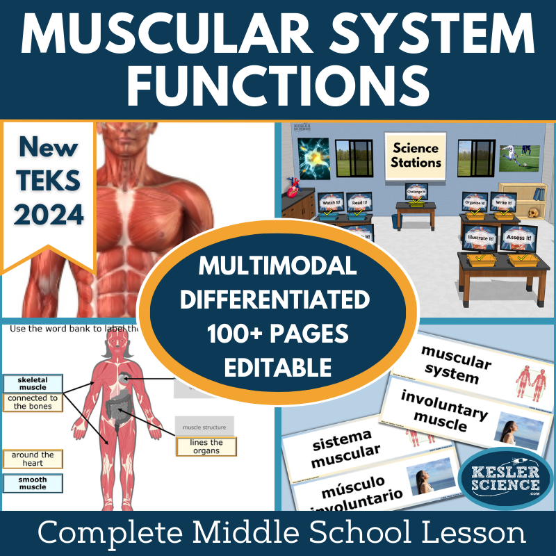 Muscular System Functions Complete Science Lesson - New TEKS 7.13A