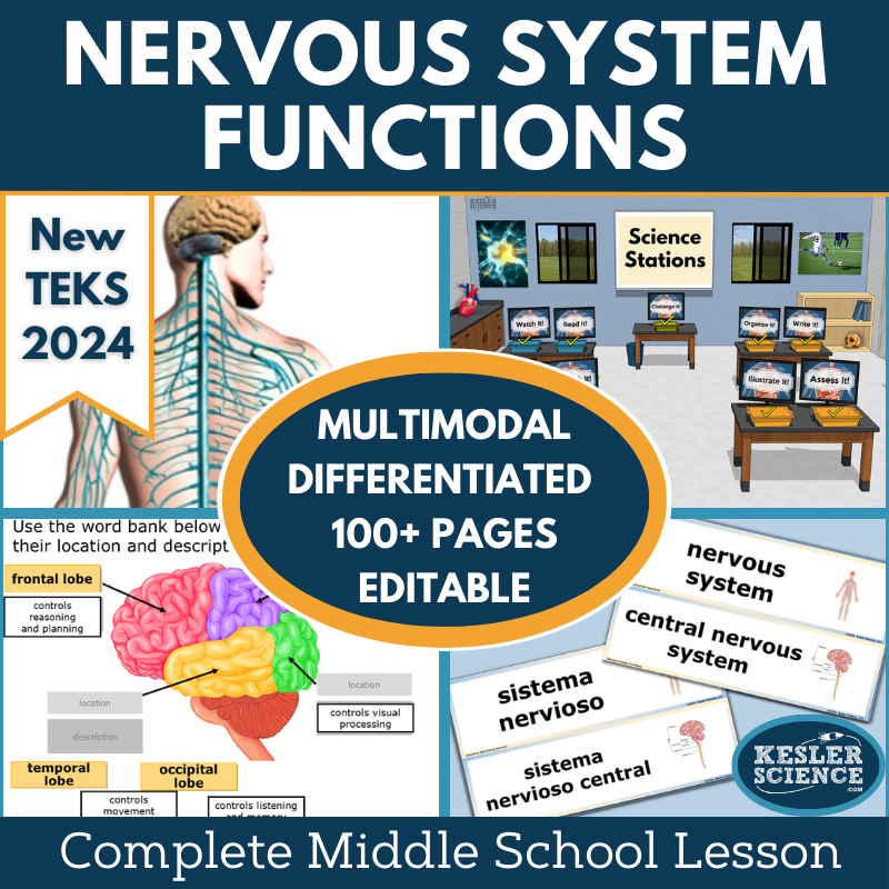 Nervous System Functions Complete Science Lesson - New TEKS 7.13A