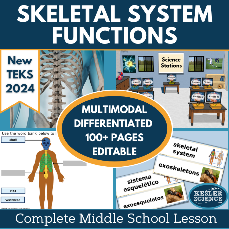 Skeletal System Functions Complete Science Lesson - New TEKS 7.13A