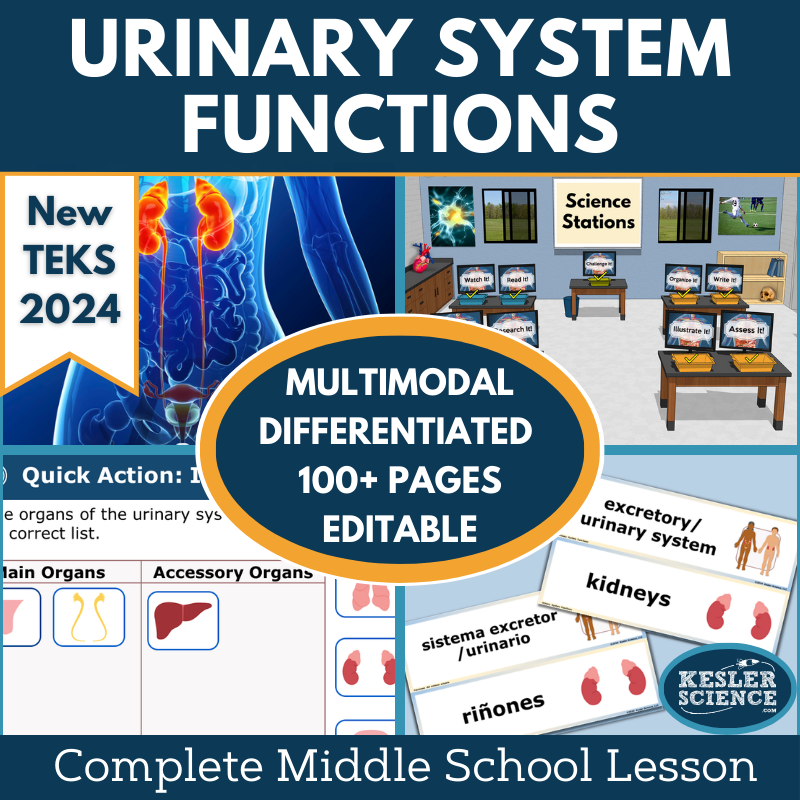 Urinary System Functions Complete Science Lesson - New TEKS 7.13A