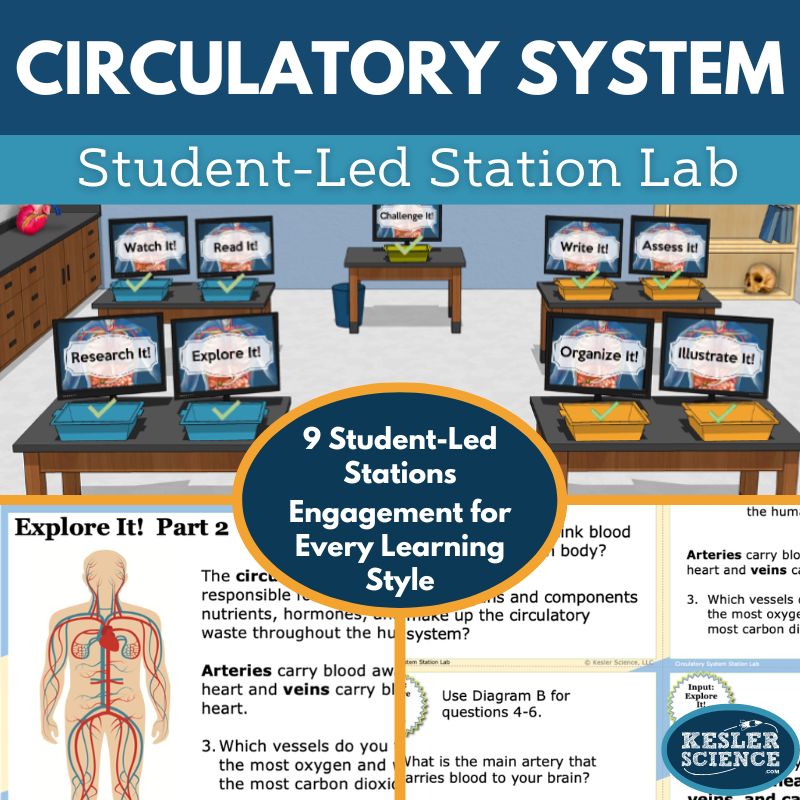 Circulatory System Station Lab - MS