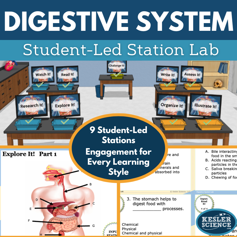 Digestive System Station Lab - MS