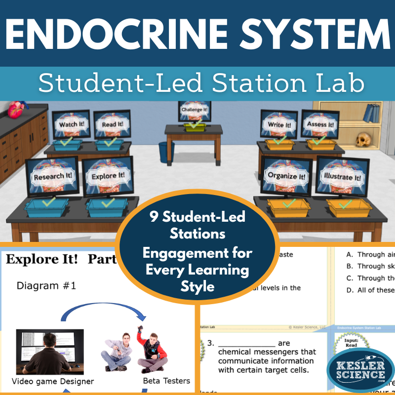 Endocrine System Station Lab - MS