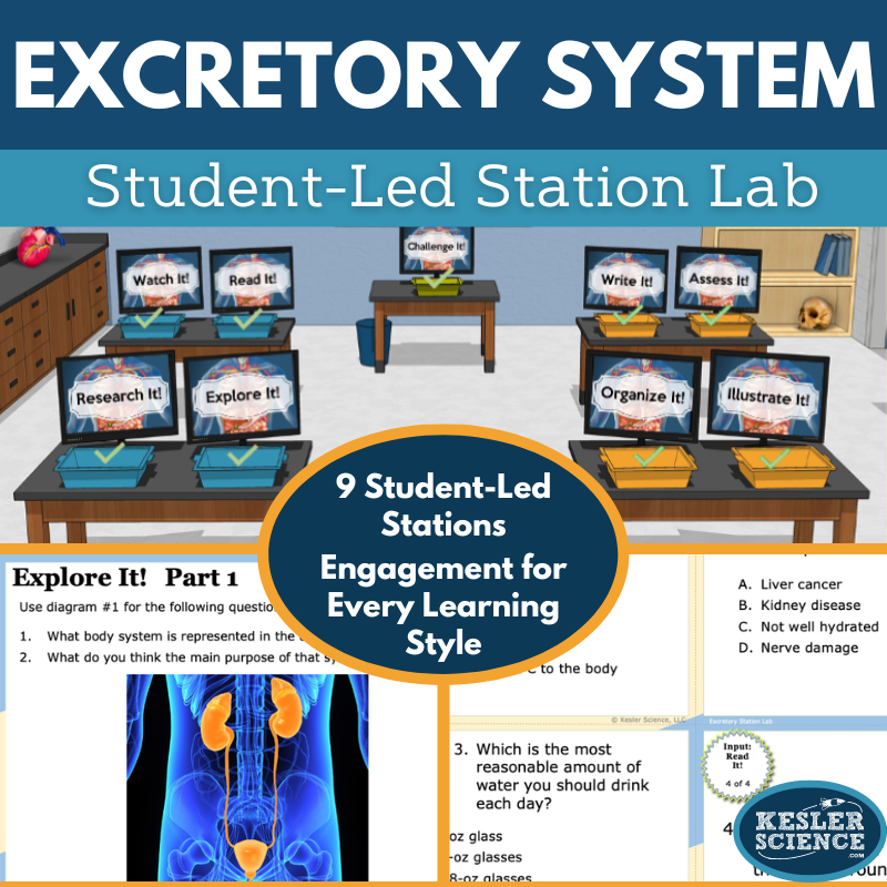 Excretory System Station Lab - MS