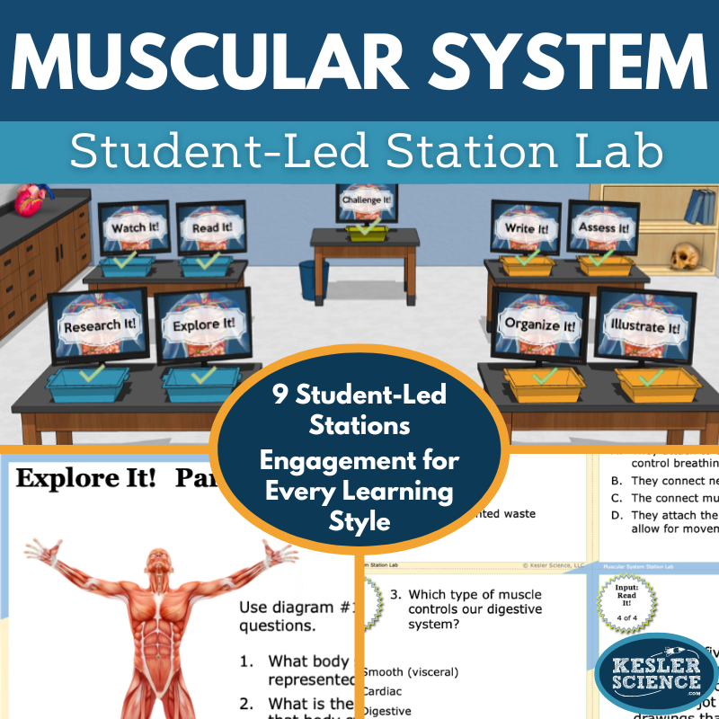 Muscular System Station Lab - MS