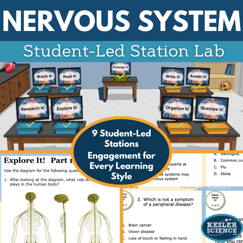 Nervous System Station Lab - MS