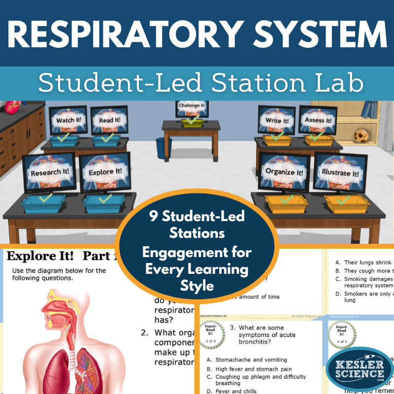 Respiratory System Station Lab - MS