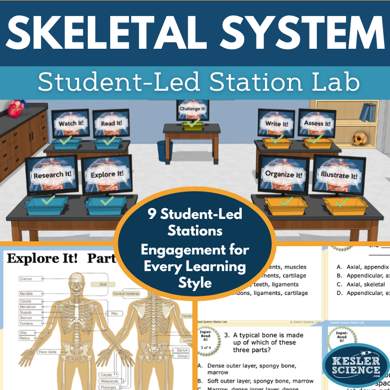 Skeletal System Station Lab - MS