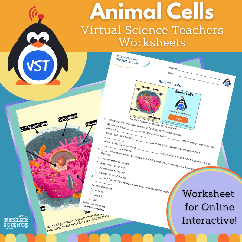 Animal Cells - Worksheet - VST