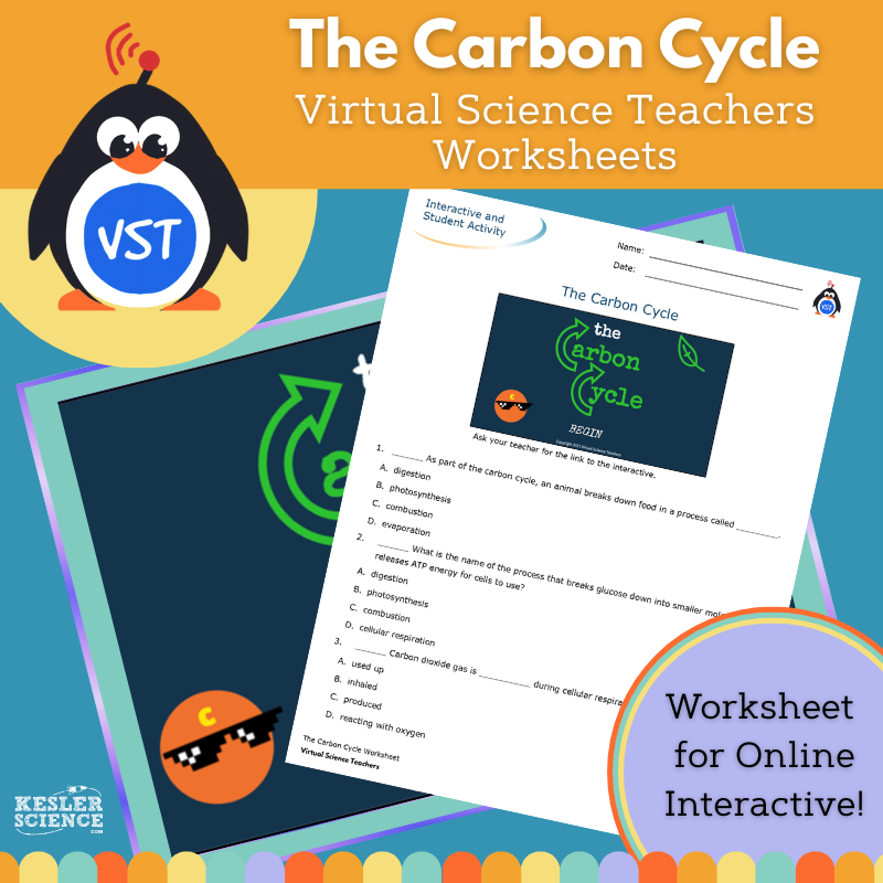 Carbon Cycle Worksheet - VST