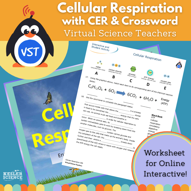Cellular Respiration Worksheet with CER - VST