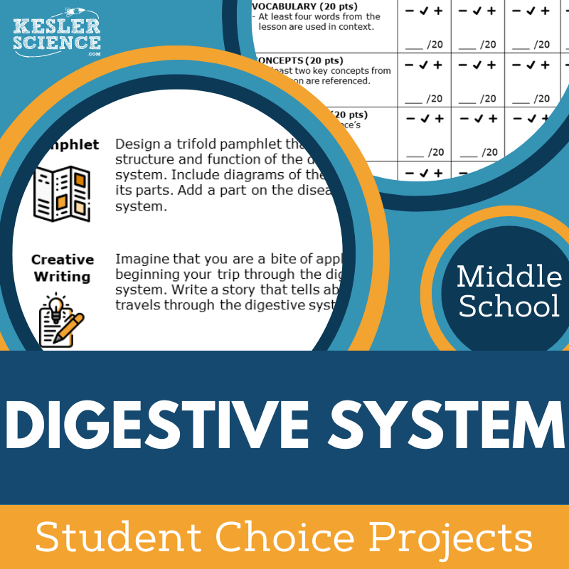 Digestive System - Student Choice Projects - MS