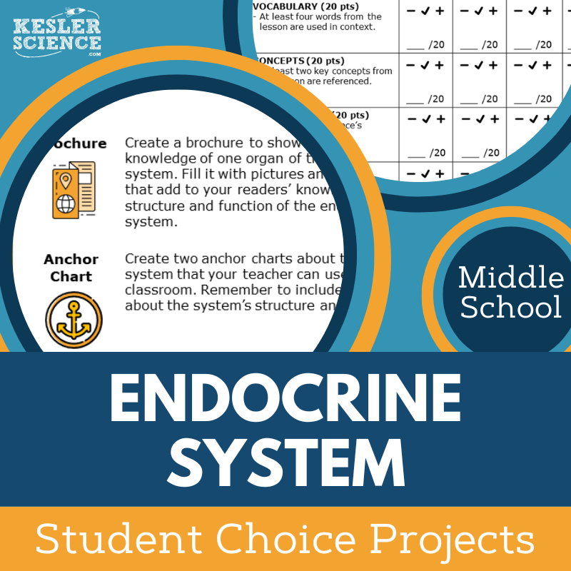 Endocrine System - Student Choice Projects - MS