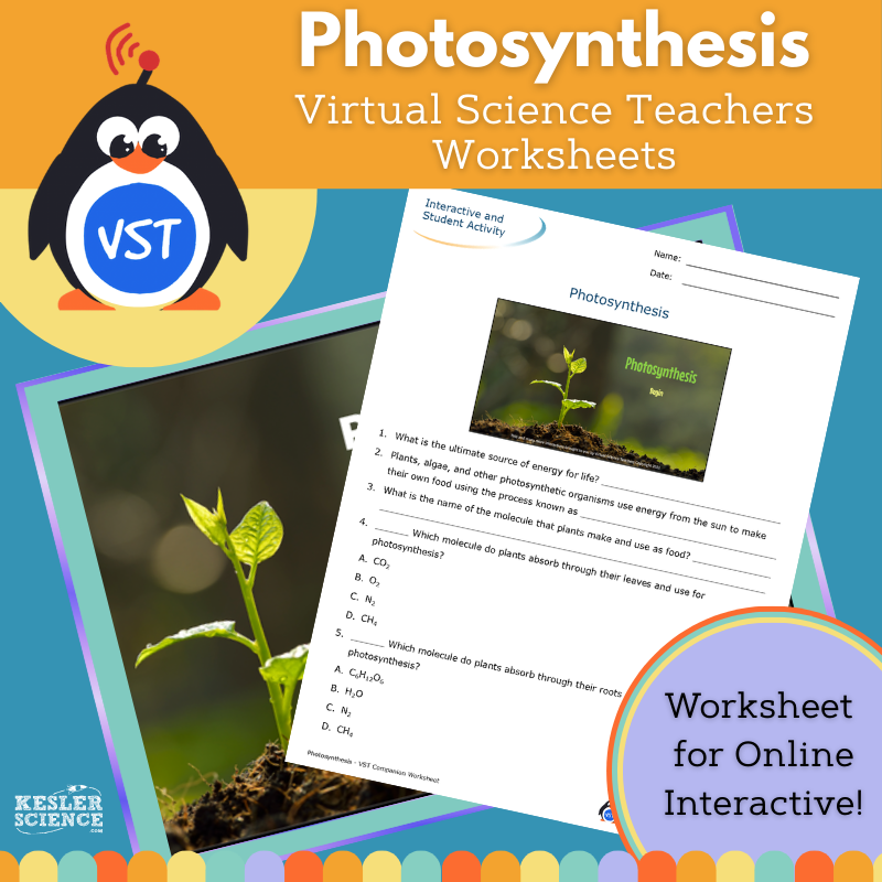 Photosynthesis Worksheet & Crossword - VST