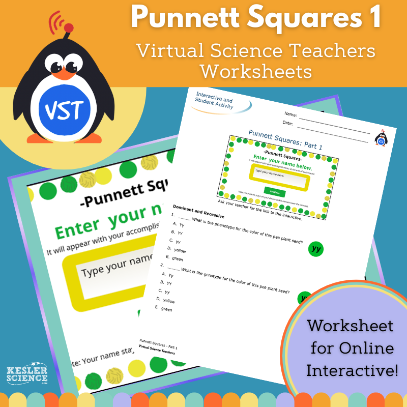 Punnett Squares, Part 1 Worksheet - VST