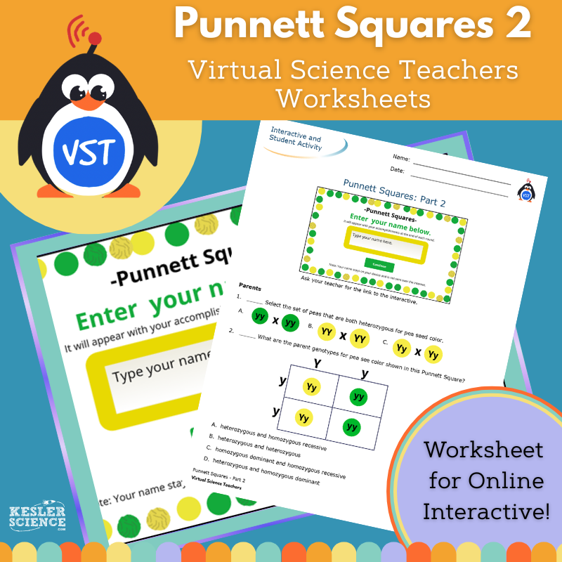 Punnett Squares, Part 2 Worksheet - VST