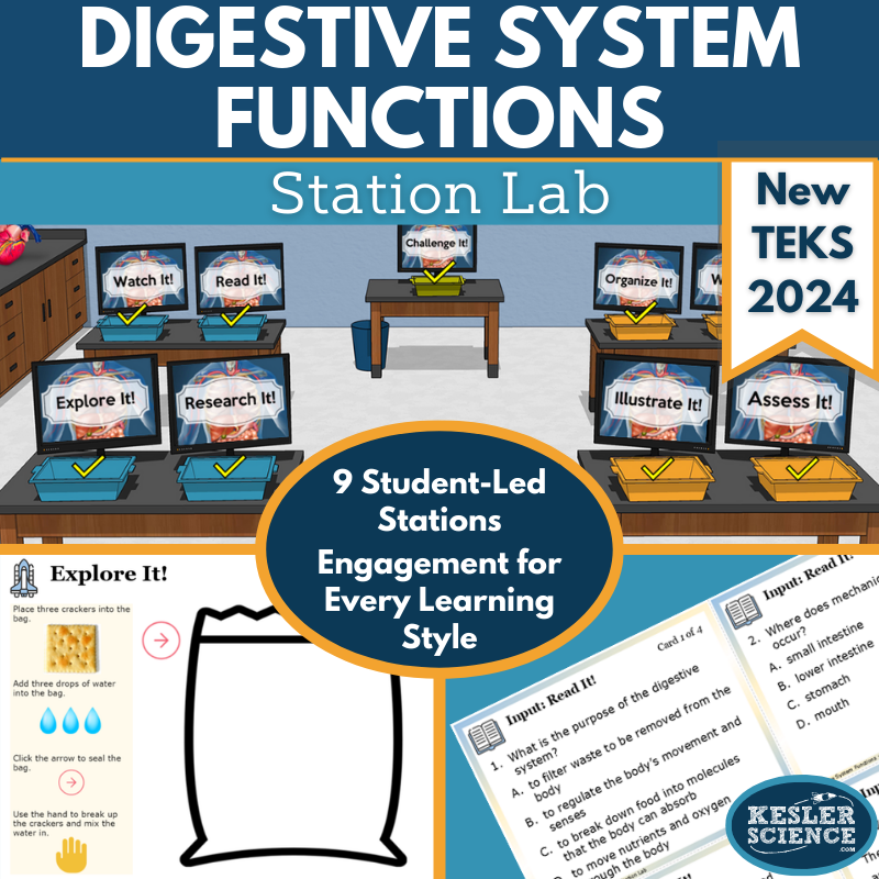 Digestive System Functions Station Lab New TEKS 7.13A