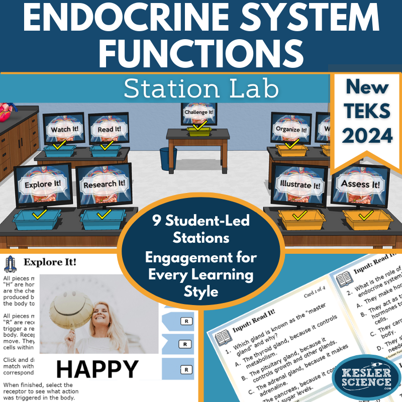 Endocrine System Functions Station Lab New TEKS 7.13A