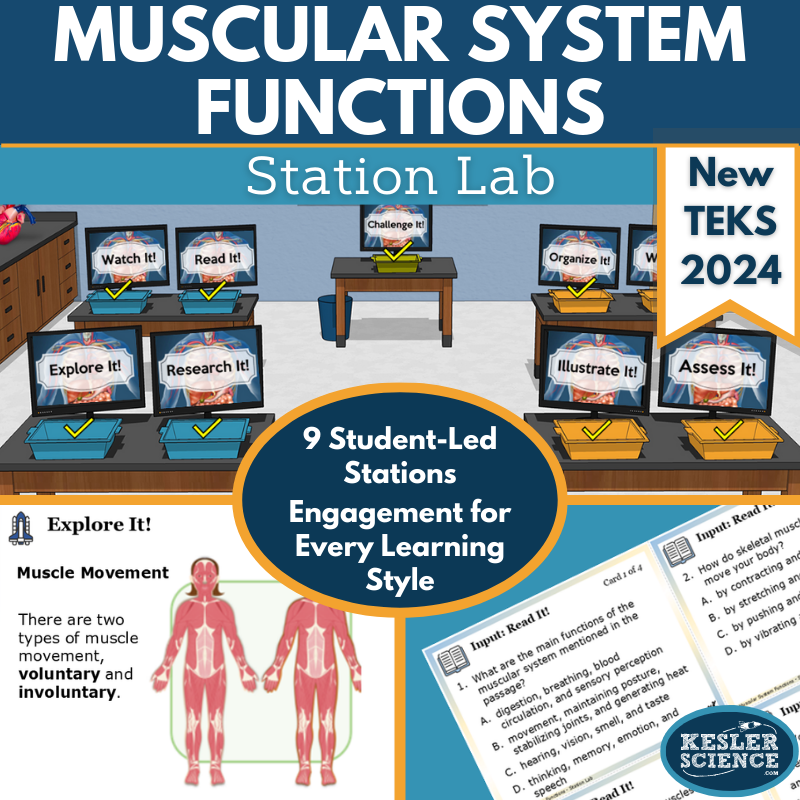 Muscular System Functions Station Lab - New TEKS 7.13A