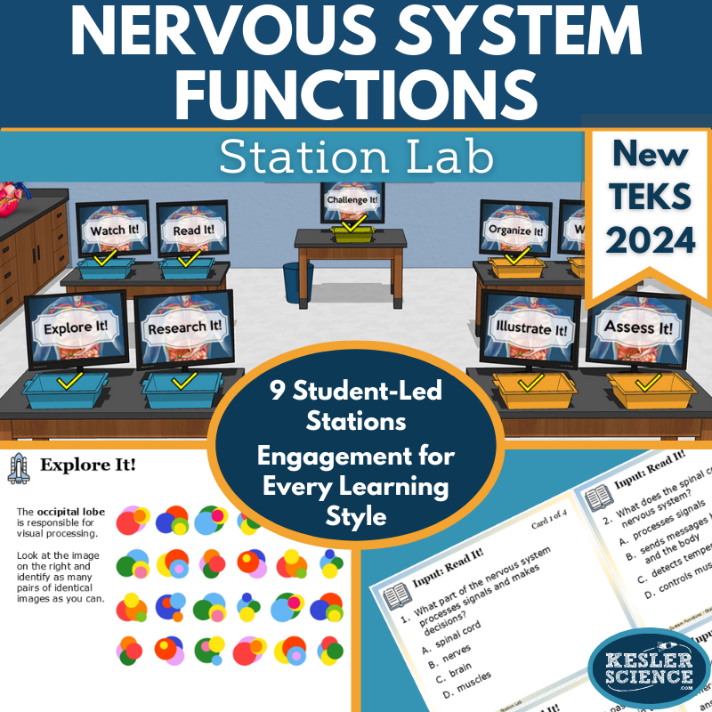 Nervous System Functions Station Lab - New TEKS7.13A