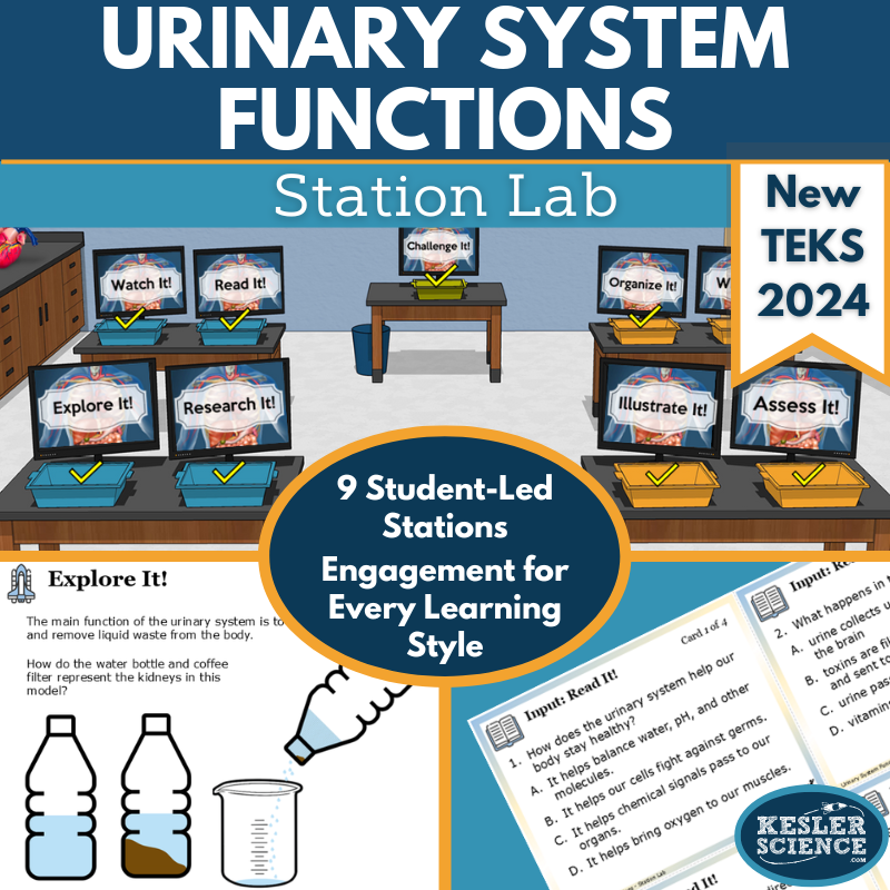 Urinary System Functions Station Lab - New TEKS 7.13A