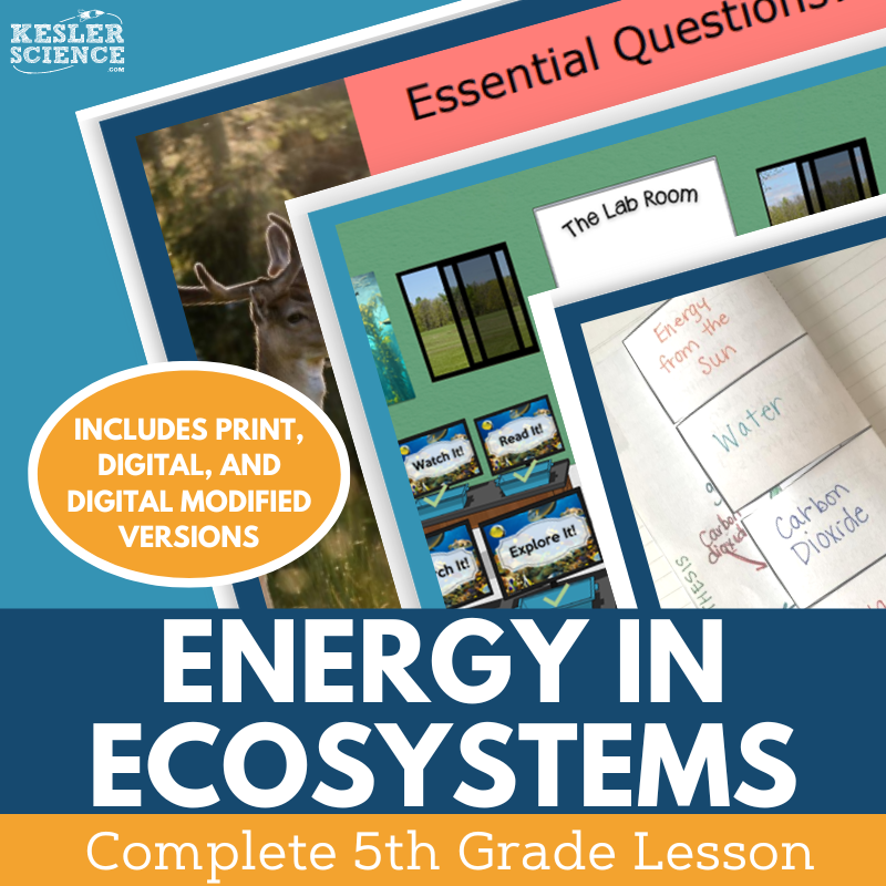 Energy in Ecosystems - Complete Lesson Plan - 5th Grade