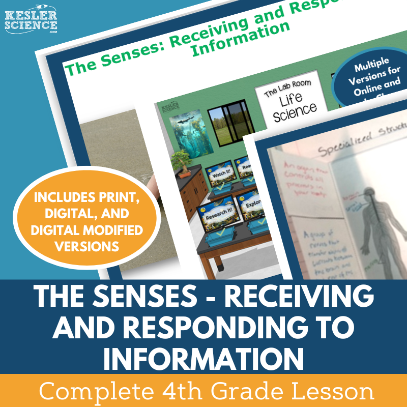 Senses - Receiving & Responding to Information - Complete Lesson Plan - 4th Gr