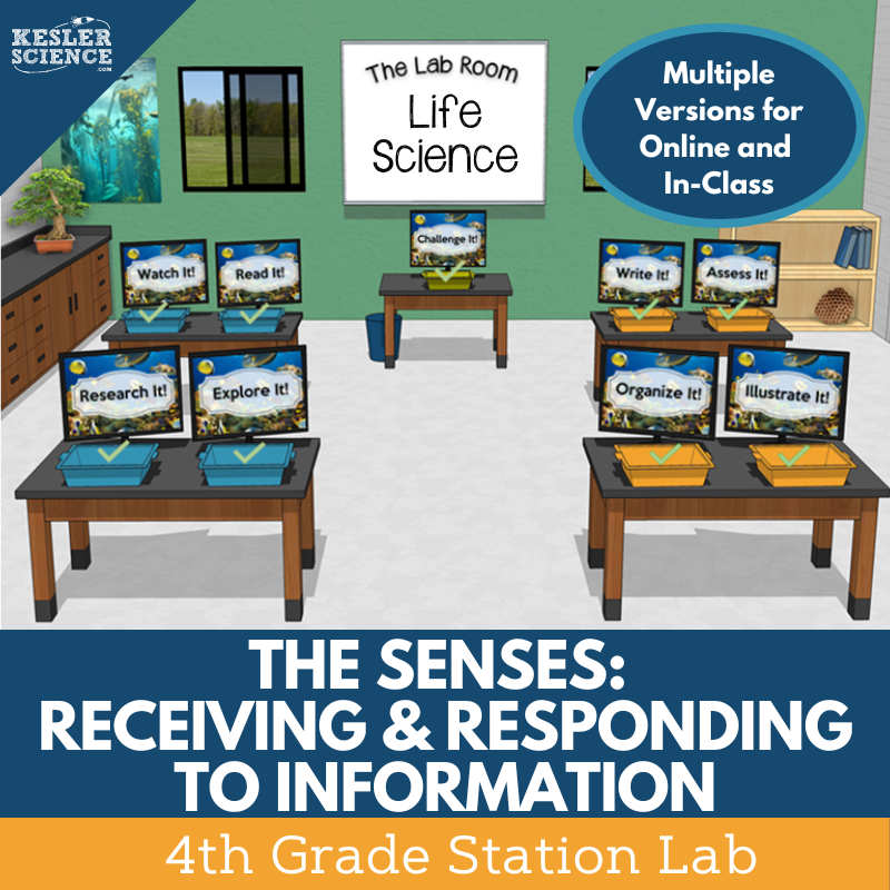Senses: Receiving & Responding to Information - Student-Led Station Lab - 4th Gr