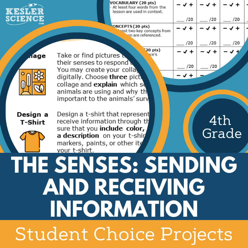 Senses - Sending & Receiving Information - Student Choice Projects - 4th Grade