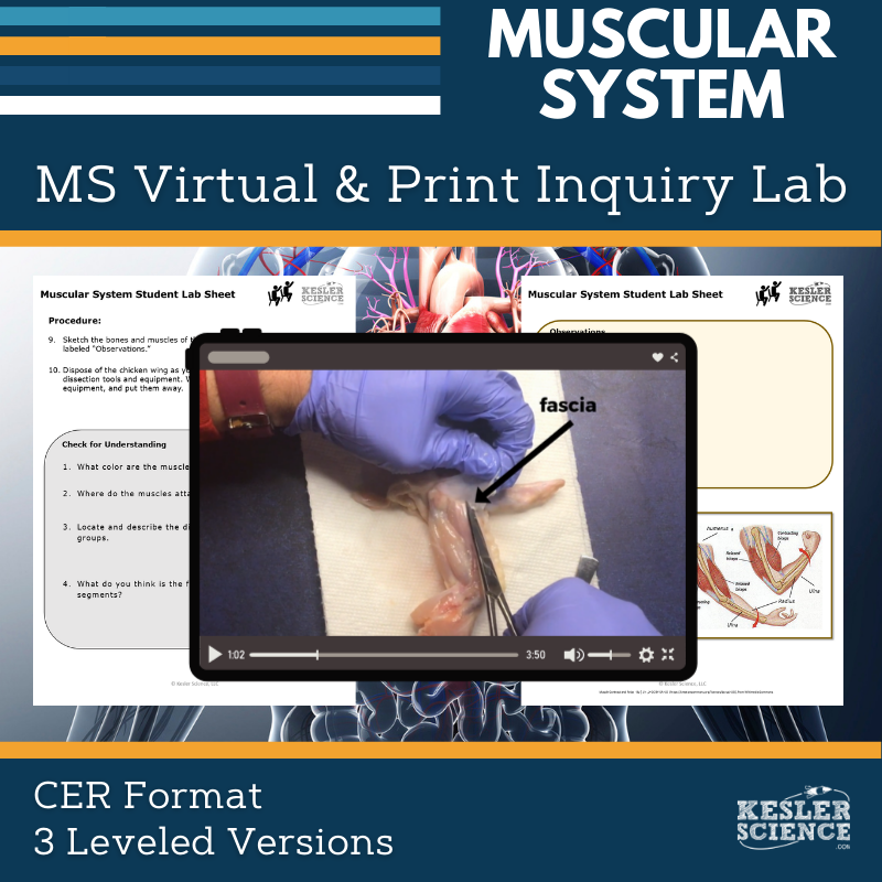 Muscular System Digital Inquiry Lab - MS 6-8