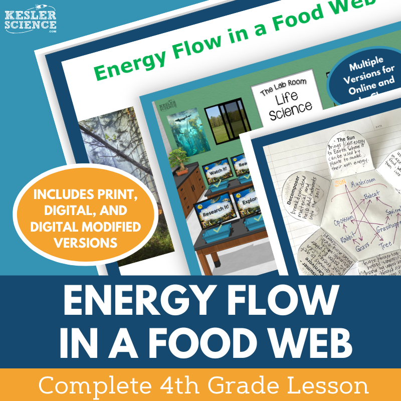 Energy Flow in a Food Web - Complete Lesson Plan - 4th Grade