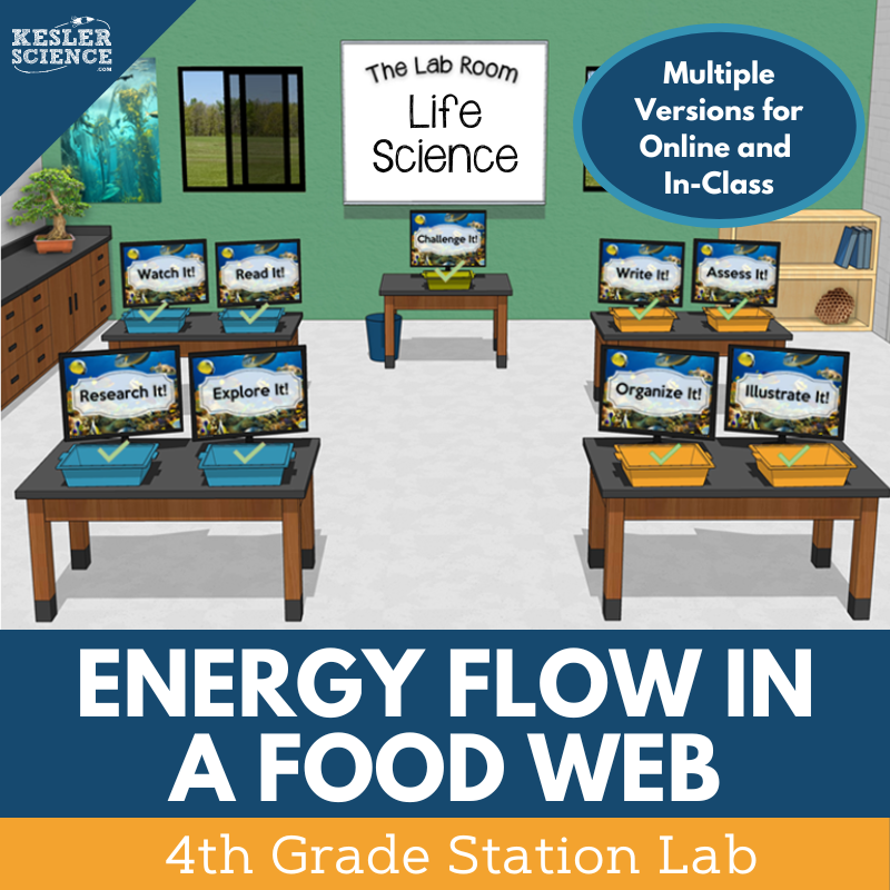 Energy Flow in a Food Web - Student-Led Station Lab - 4th Grade