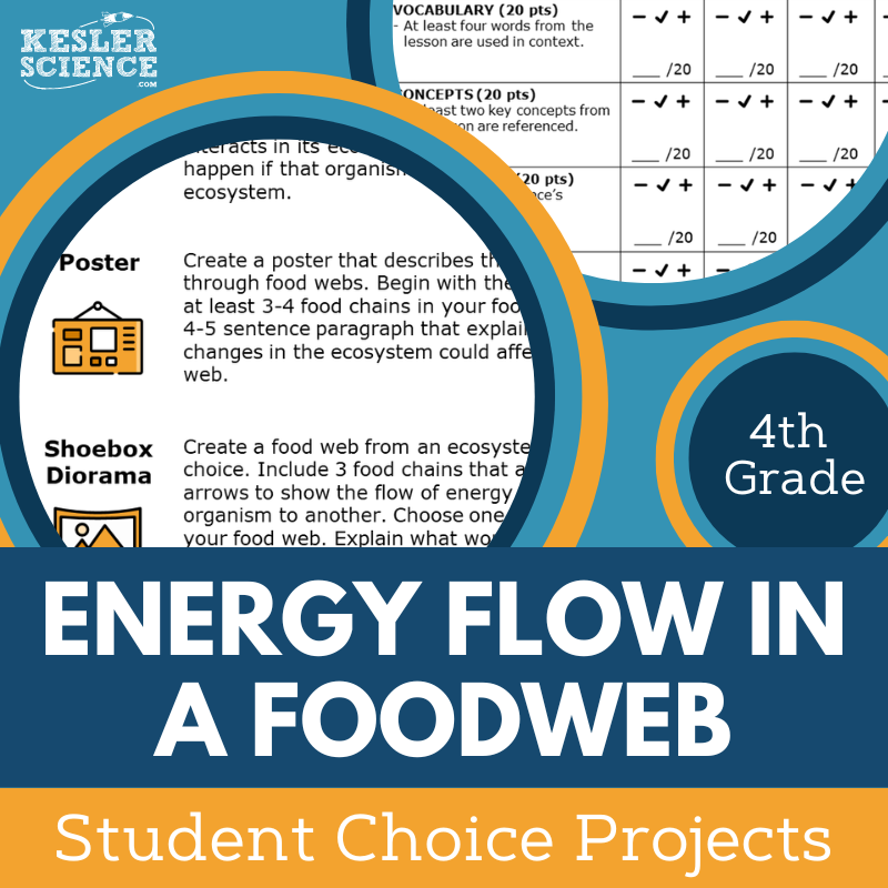 Energy Flow in a Food Web - Student Choice Projects - 4th Grade