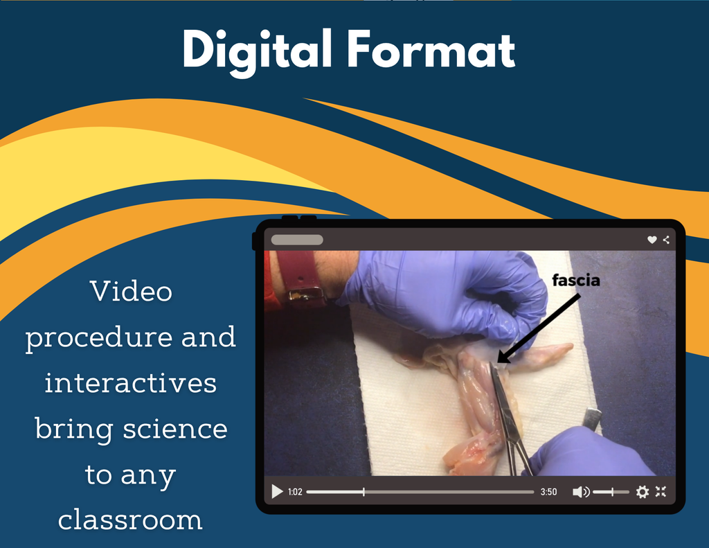 Muscular System Digital Inquiry Lab - MS 6-8
