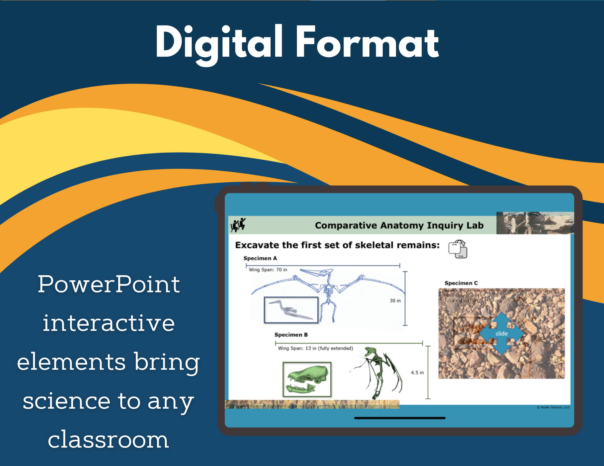 Comparative Anatomy Digital Inquiry Lab - NGSS MS LS4-2
