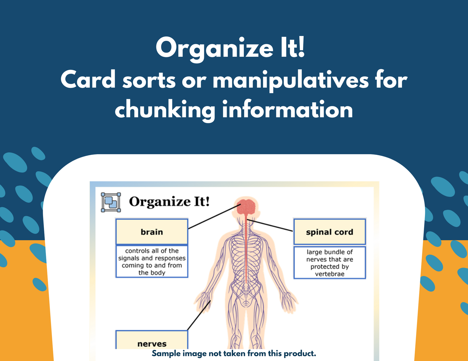 Hierarchy of Organisms Station Lab - New TEKS 7.13B