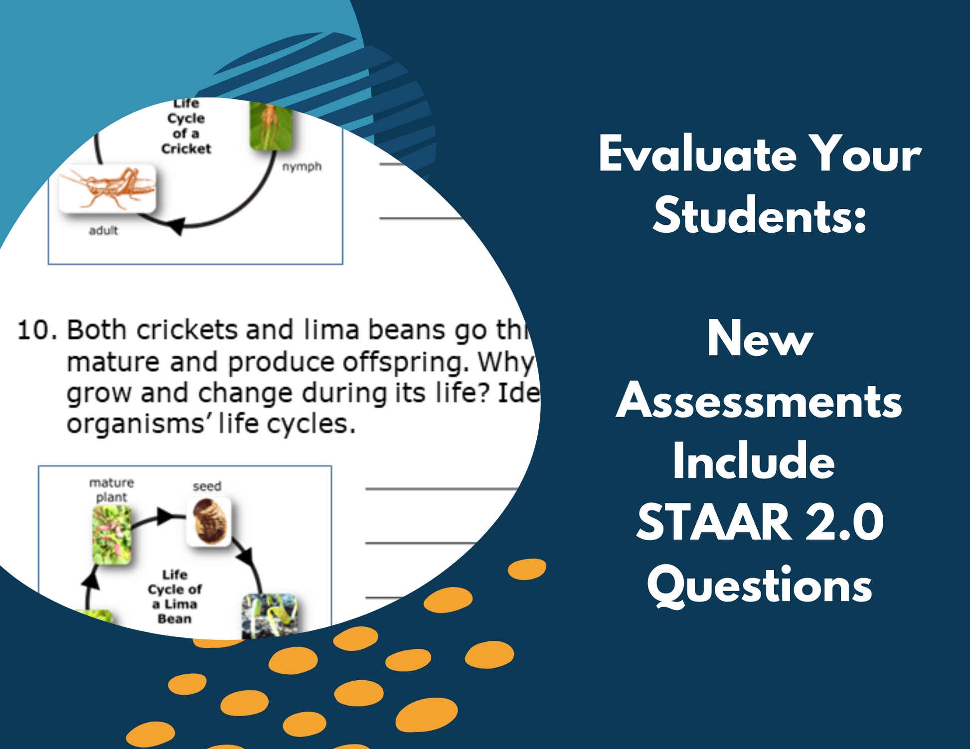 2021 TEKS 5E Lessons: 4th Grade Life Science Bundle