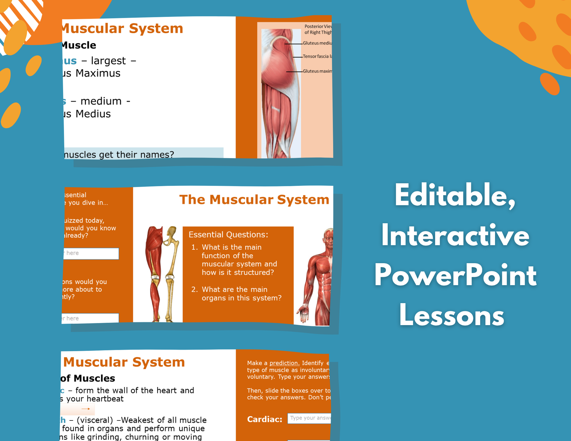 Muscular System Complete Lesson Plan - MS