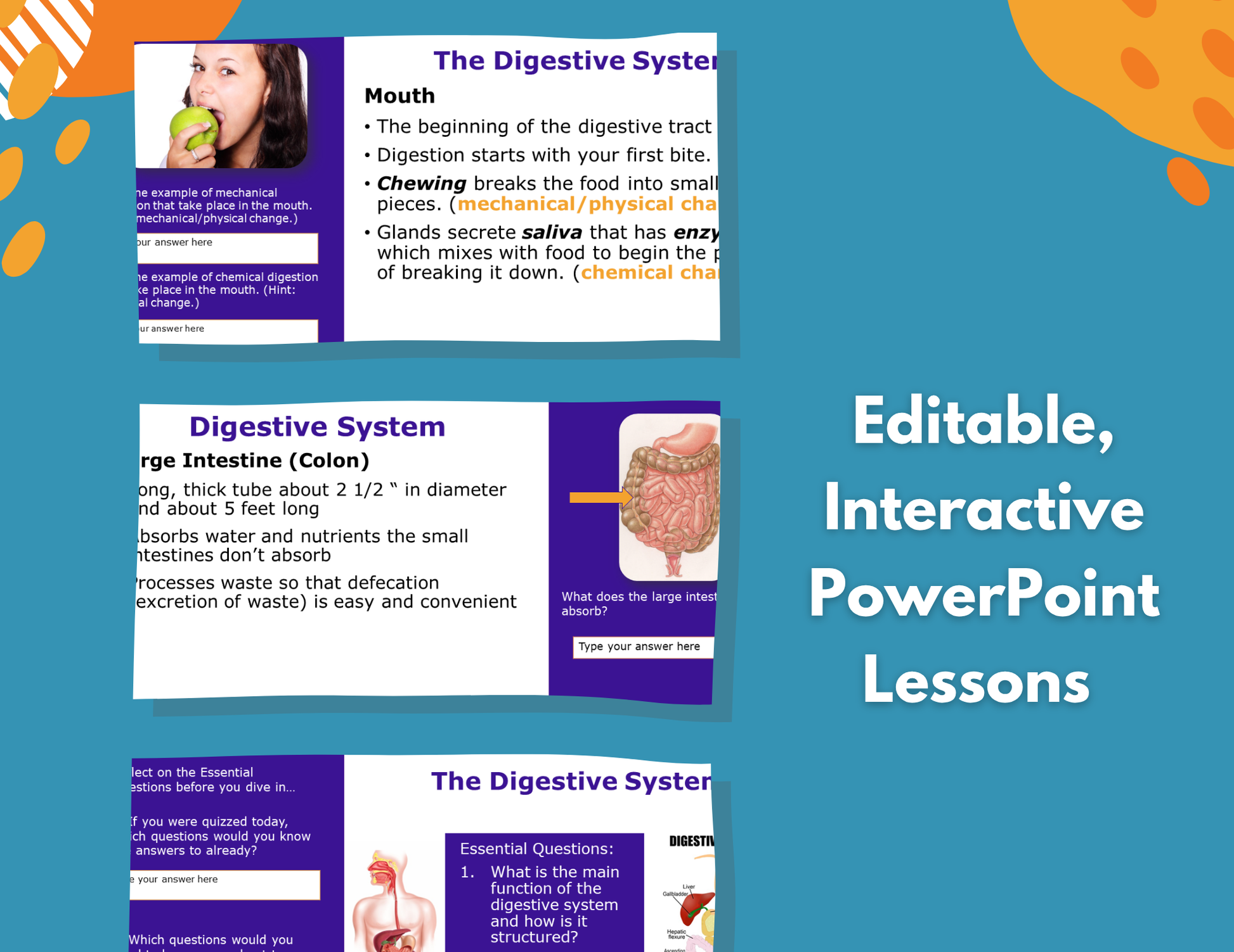 Digestive System Complete Lesson Plan - MS