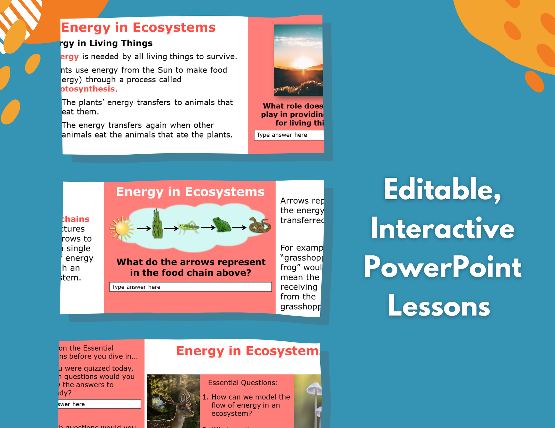 Energy in Ecosystems - Complete Lesson Plan - 5th Grade