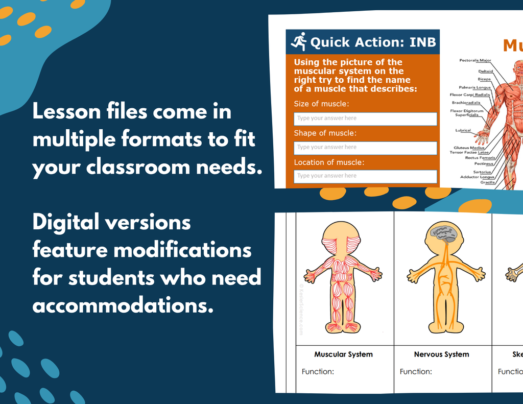 Muscular System Complete Lesson Plan - MS