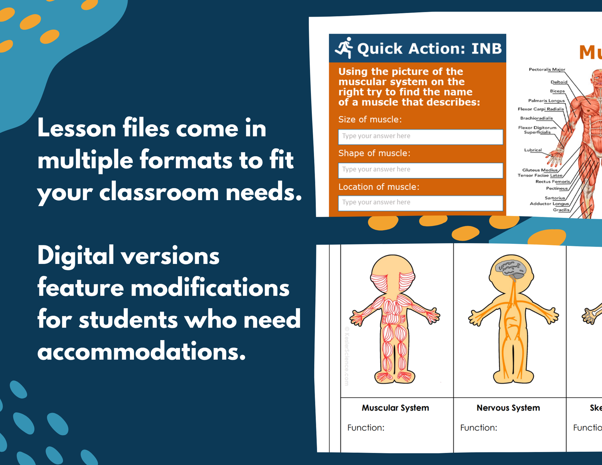 Muscular System Complete Lesson Plan - MS