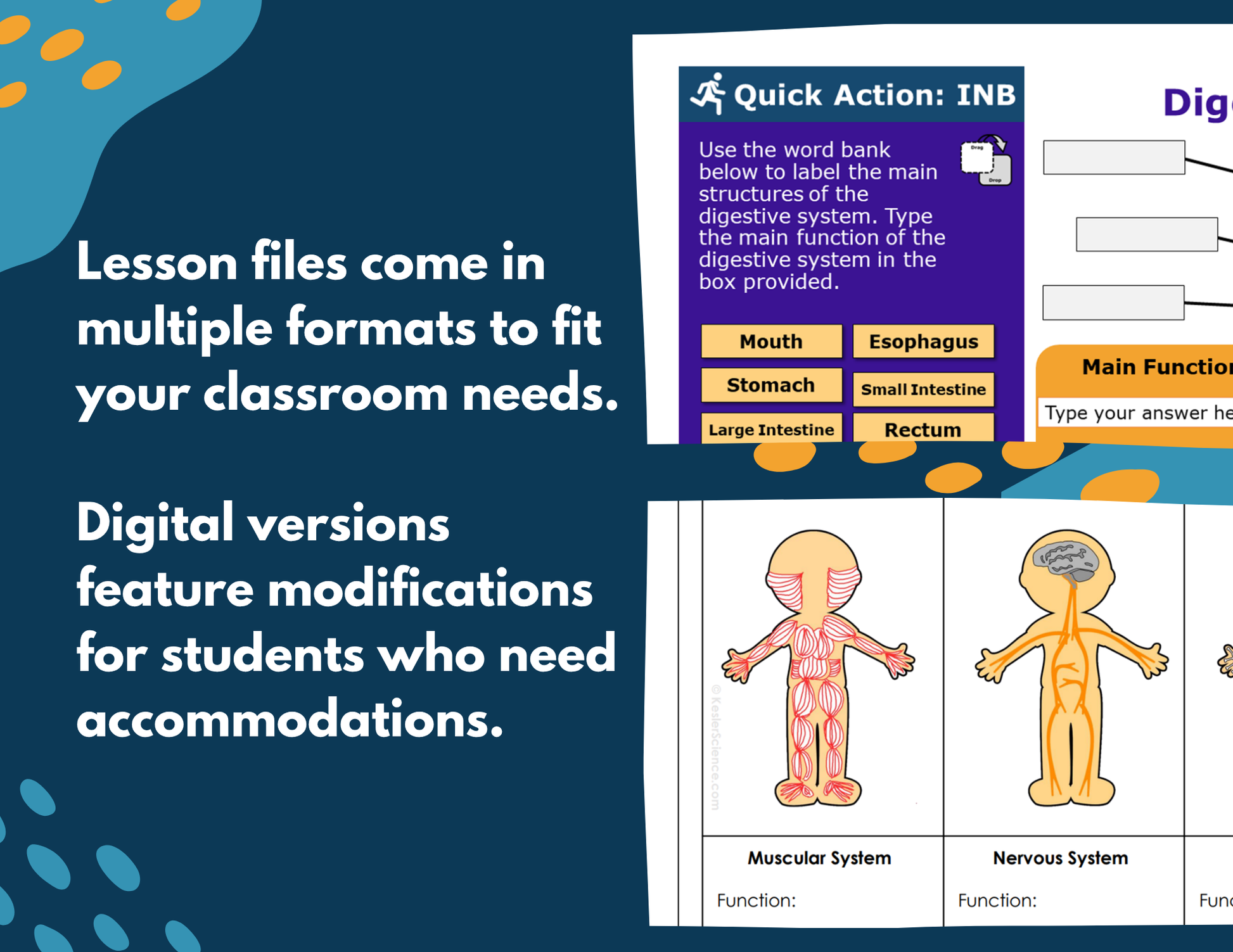 Digestive System Complete Lesson Plan - MS