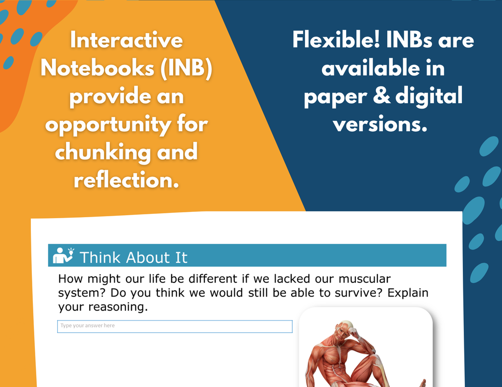 Muscular System Complete Lesson Plan - MS