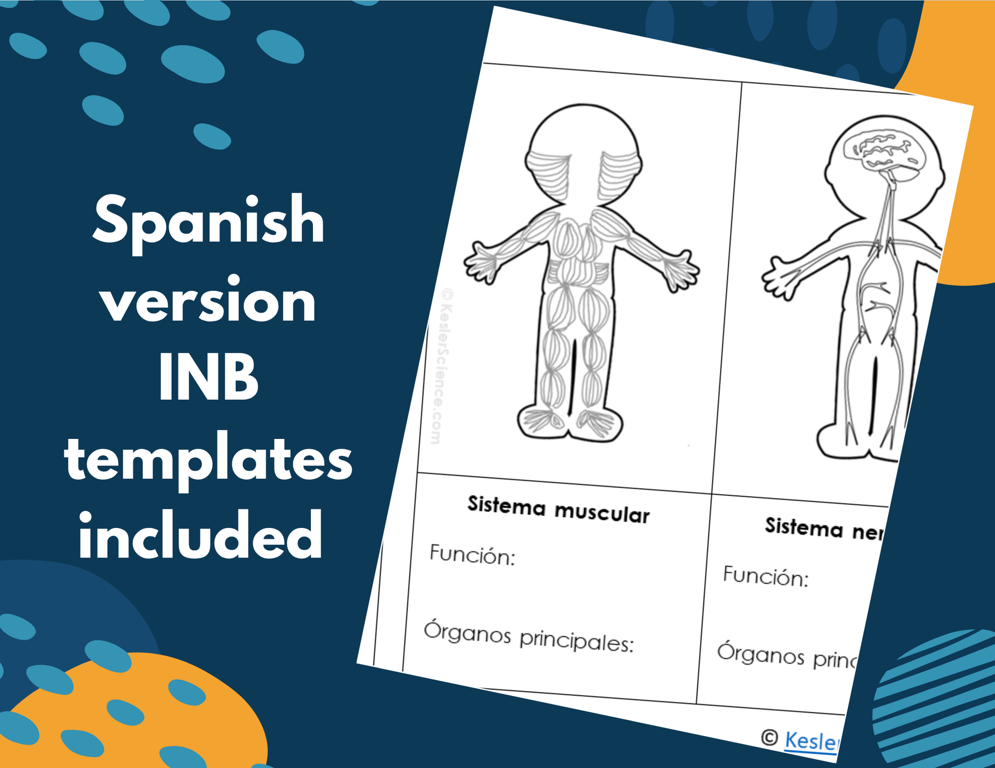 2021 TEKS MS 6-8 5E Lessons: Body Systems Bundle