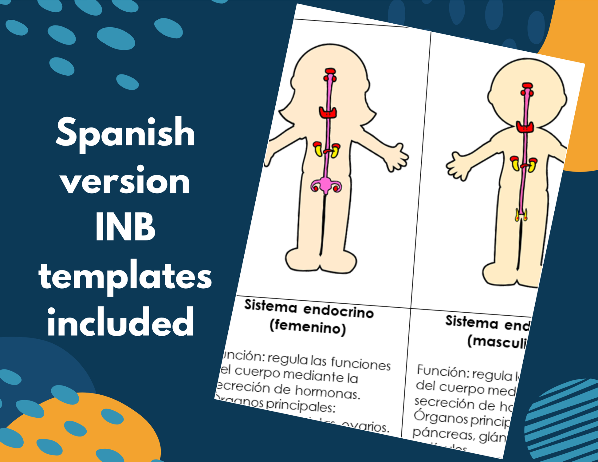 Endocrine System Complete Lesson Plan - MS