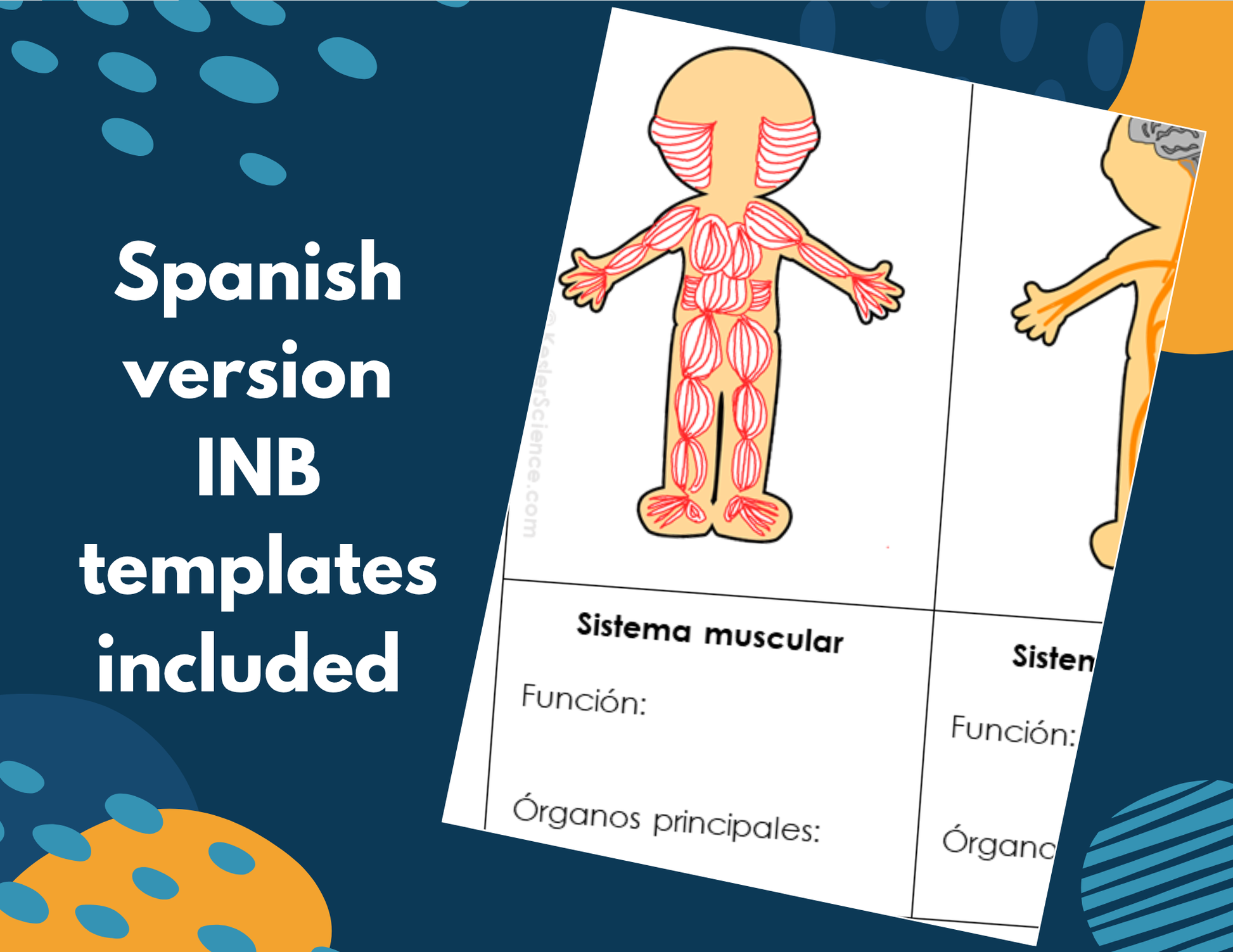 Muscular System Complete Lesson Plan - MS