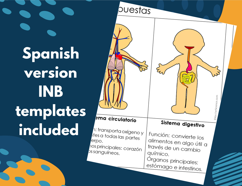 Digestive System Complete Lesson Plan - MS