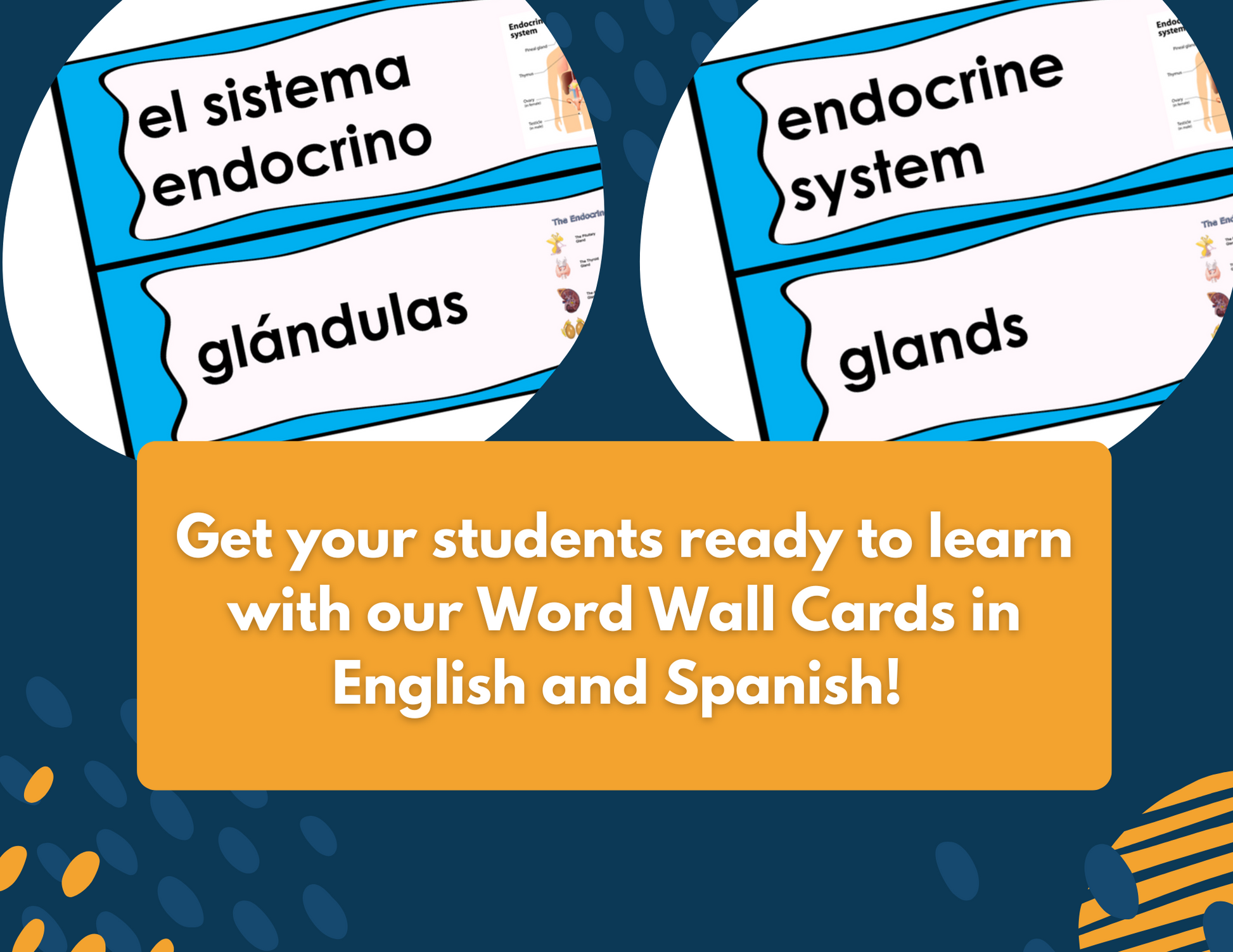Endocrine System Complete Lesson Plan - MS